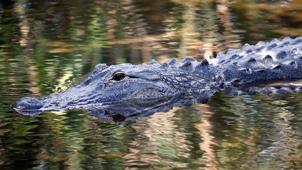 TonyUlchar's tweet photo. @MorganFogarty @cjfranciscowccb and the entire team has done a great job covering #Florence, but THIS is a gator. #notabeaver https://t.co/OeHfUqPPVQ