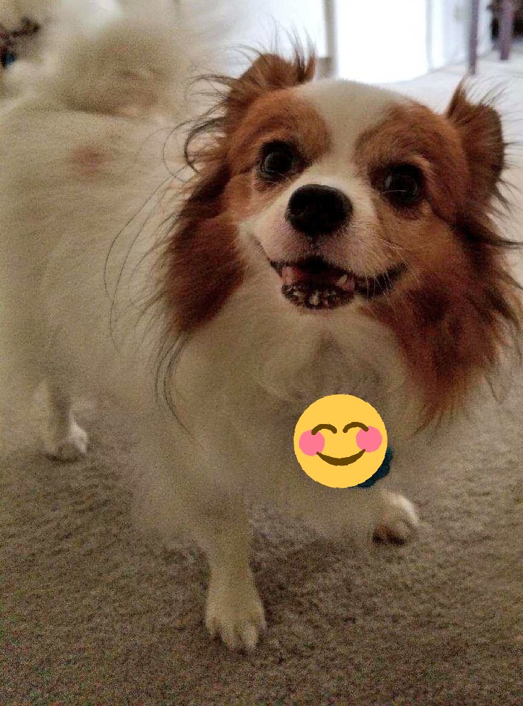 half papillon half chihuahua