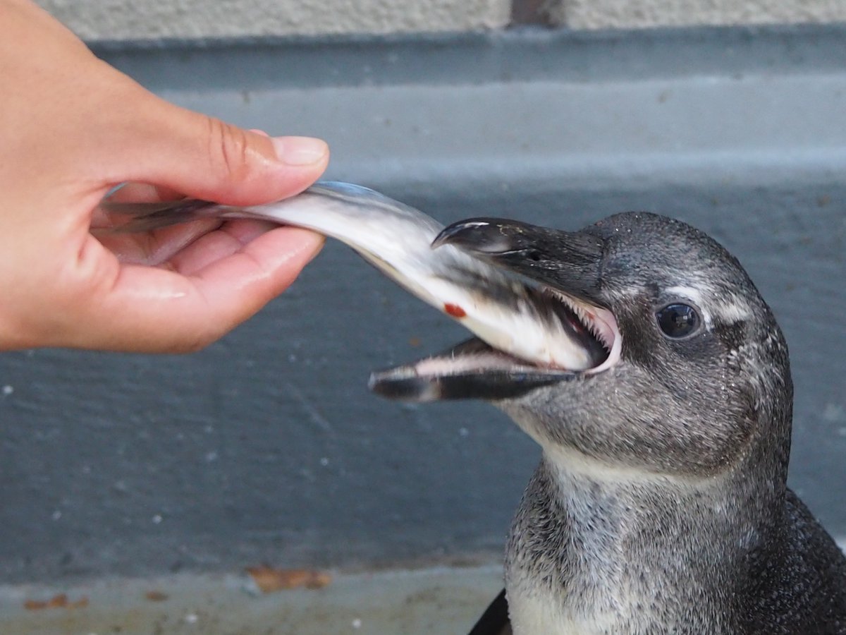 サンシャイン水族館 V Twitter 5月31日生まれのペンギンですが 自分で餌が食べられるようになりました 他のペンギンと同じように餌の時間になるとスタッフに寄ってきて餌をねだります これからの成長が楽しみです 現在バックヤードで飼育しておりご覧いただけ