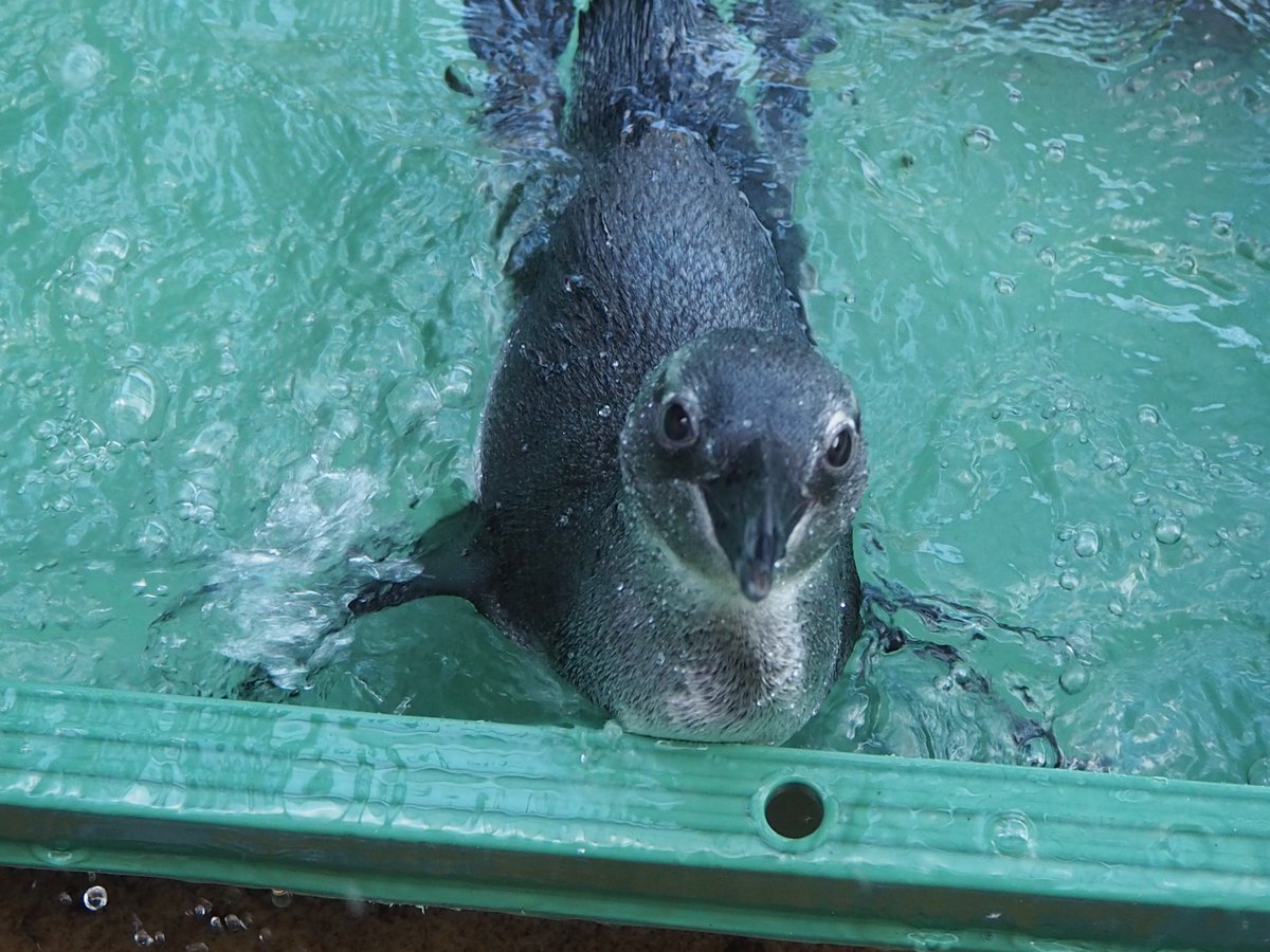 サンシャイン水族館 V Twitter 5月31日生まれのペンギンですが 自分で餌が食べられるようになりました 他のペンギンと同じように餌の時間になるとスタッフに寄ってきて餌をねだります これからの成長が楽しみです 現在バックヤードで飼育しておりご覧いただけ