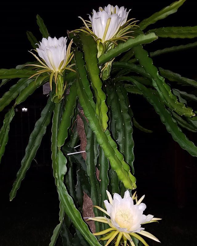 bjbclique's tweet photo. Voila!
.
.
.
.
.
.
#bloom #flower #nightnloom #fruit #exotic #tropical #dragonfruit #secondchance #ighouston #enjoylife #foodies #foodstagram #foodphotography #instafood #yum #nomnom https://t.co/IBKygEaPKk https://t.co/eF6nM8HFNu