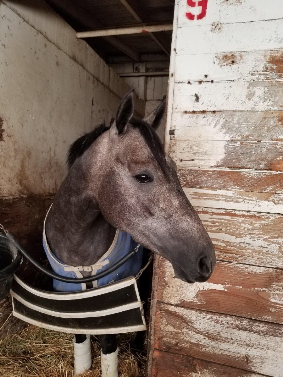 JAWongRacing's tweet photo. Amers getting a visit from one of her owners with @MyRacehorse this evening at @GGFracing ... #Amers #MyRaceHorse #BarnVisits #RaceHorseOwnership #HorseKisses ❤️❤️❤️ https://t.co/mOrPyKwP0N