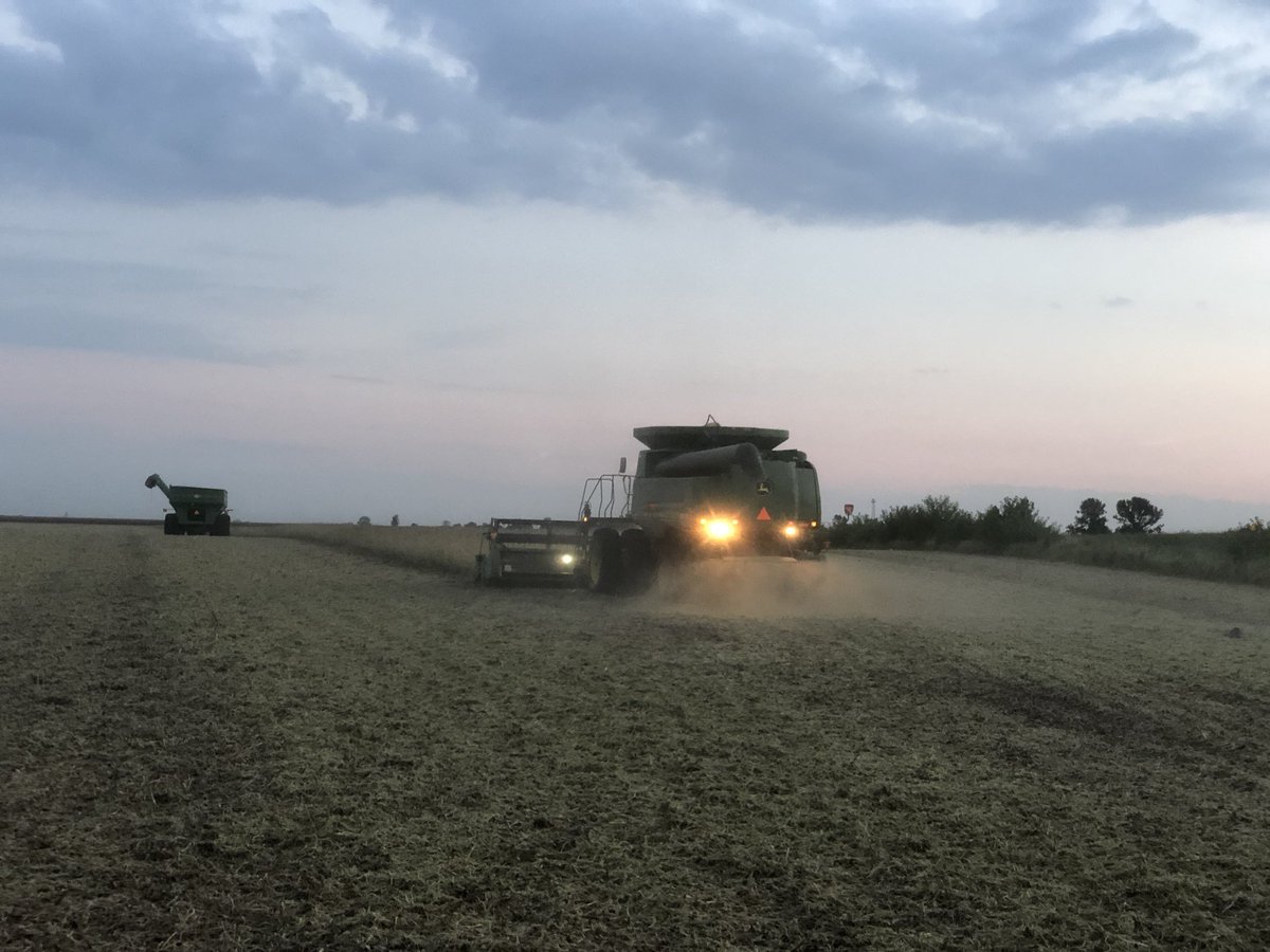 ImSoyCornfused's tweet photo. Was a pretty evening and pics may be hard to tell, but 10.5% moisture beans yet almost looks like water coming out backside once moving! #MakingSalad #LeavesAreSupposedToDropRight https://t.co/QG8WRG8hLe