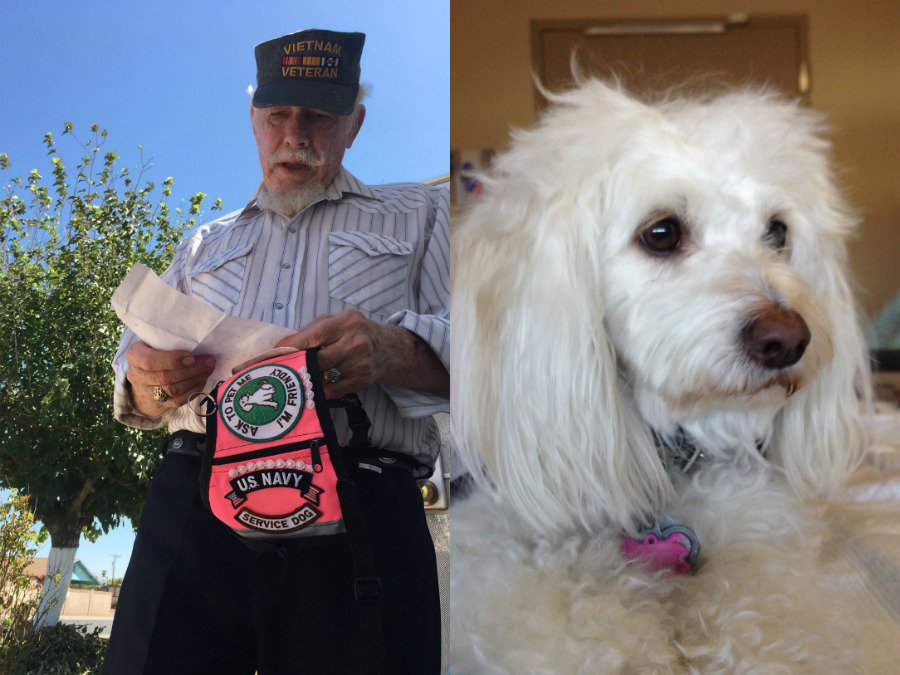 abc15's tweet photo. HELP FIND LADYBUG: A Valley veteran's service dog is missing after the car it was in was stolen: https://t.co/6oCno17et3 #abc15 https://t.co/Dw5YlEyamt