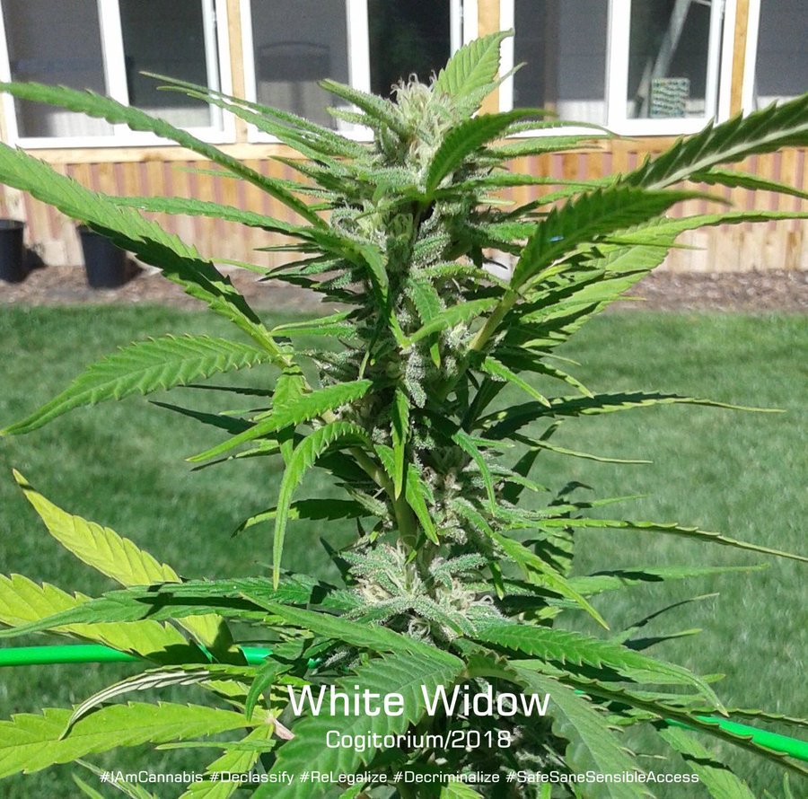 laconic_sa's tweet photo. Cannabis issa harmless plant 💯💯 https://t.co/HULCMVUTMX