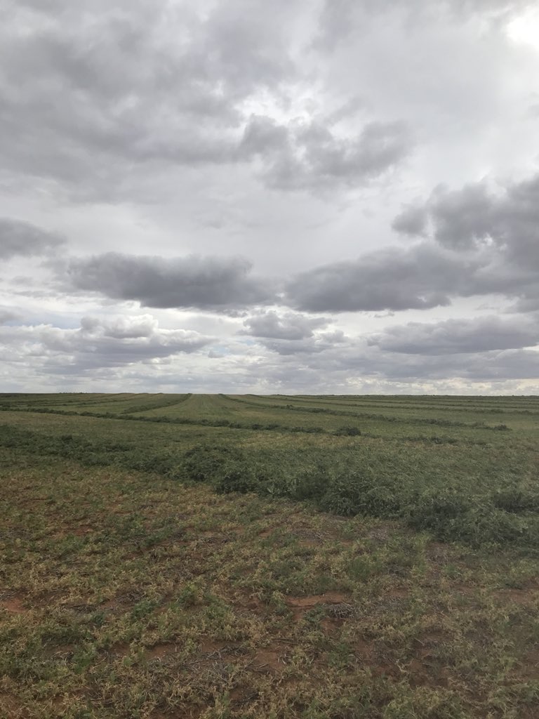 Pea hay cutting is very slow going, but making some nice windrows