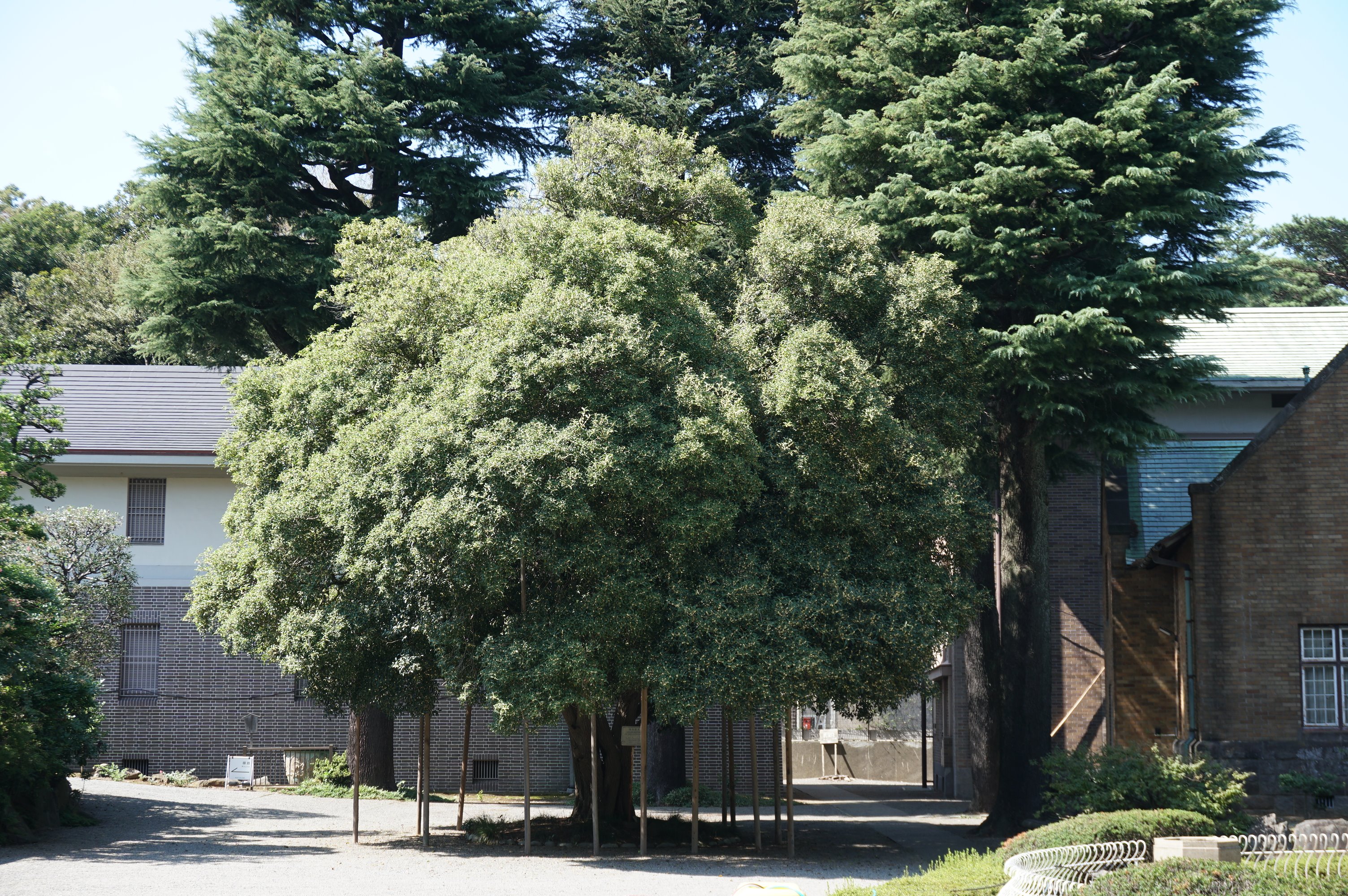 静嘉堂文庫美術館 庭園情報 開花情報 静嘉堂の銀木犀に白い花が咲き始めております 園内にはほのかに銀木犀 の香りも漂っています 尚 この銀木犀は世田谷名木百選に選ばれています 静嘉堂 ギンモクセイ 庭園 世田谷名木百選 二子玉川 銀木犀