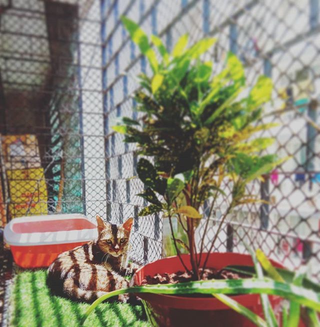 BombayBakBak's tweet photo. Queendom
#green #cat #catlady #crazycatlady #home #beautiful #eyes #🐱 #catstagram #tanning #tabbycat #tabby #babygirl #love #rescue #rescuedismyfavoritebreed #adoptdontshop #igersindia #igers #vivoy83 #chillinlikeavillain #shadow #sun #catsofinstagram #kittycat #instacats #… https://t.co/RbrGIj2CNJ
