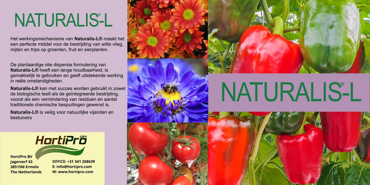 HortiProBV's tweet photo. Naturalis-L biologisch middel tegen witte vlieg, trips en spintmijt. En perfecte middel voor de bestrijding op groenten en sierplanten. (secundaire werking aangetoond op tomatengalmijt) https://t.co/G2bB9Eq0LF  #wittevlieg #spinmijt #thrips #tomatengalgmijt #biologische #HortiPro https://t.co/XKNmBnIj3I