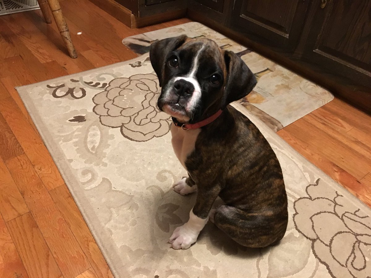 Boxer_Bethany's tweet photo. Guess who’s 12 weeks old today! 
#Me #WantCake #PresentsToo https://t.co/qtCf28Z4F6