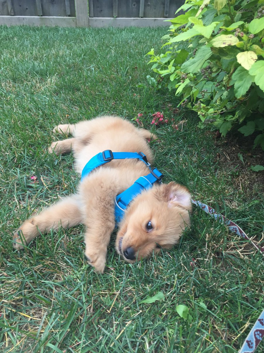 amyclement021's tweet photo. #ThrowbackThursday  the time ma got me my very own @ruffwear harness and we went for our very first on-leash wa- ...nope. #gravityissues #pupperwalkflop2017 https://t.co/AZh49bAbyO