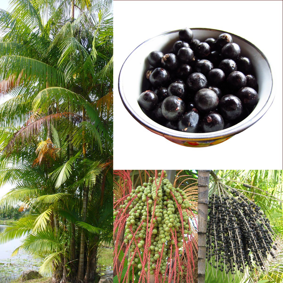 Want to lose more #weight without eating less? Add these #Acai_HS high strength #Healthy #WeightLoss_Supplements to your diet and accelerate your weight loss by up to 70 percent. Get Now bit.ly/2ufQsG9