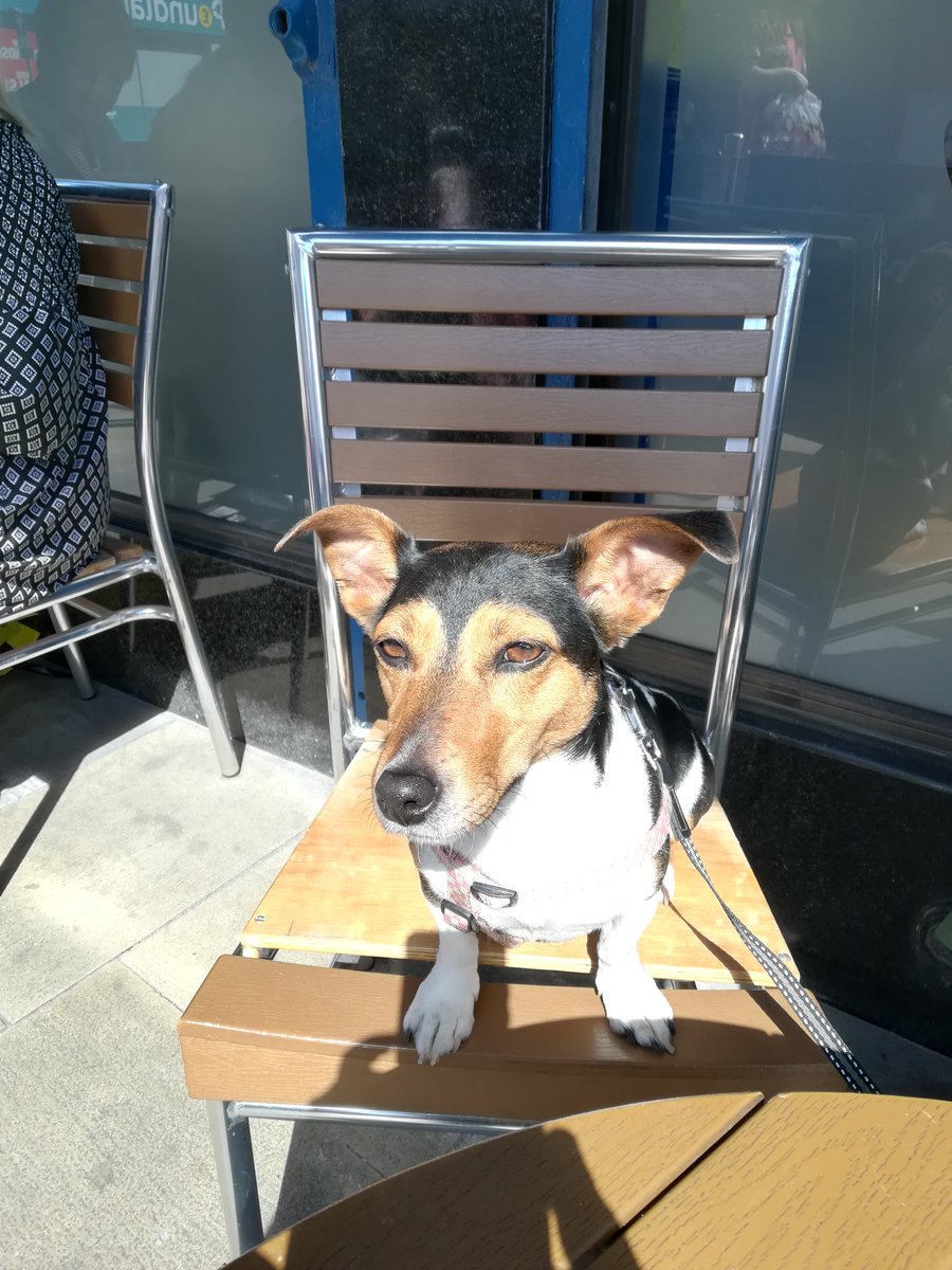 JRMinnieMo's tweet photo. just chillin' in the ☀️ with my friends #minniethecutie @JRTgang @photogenic_dogs #JackRussellTerrier #DogsofTwittter https://t.co/x1OhvRiQkv