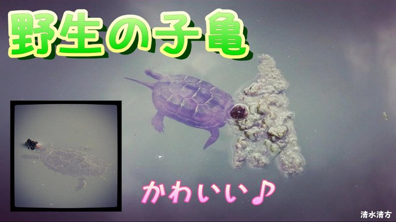 تويتر 週間 清水 على تويتر 野生の子亀を観察してみた 是非 ご覧ください T Co 2x2omsd1dh ミドリガメベビー クサガメベビー ゼニガメベビー 亀 ミシシッピアカミミガメ T Co 6ikti2ycvy