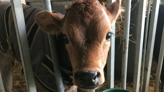 ApheyaVictoria's tweet image. Herbaboost: Oregano oil based herbal drench for new-born calves. Exclusive to Apheya Animal Nutrition, Herbaboost is a single application syringe, designed to supply key ingredients to promote the health of new-born calves. Find out more...apheya.com/page/herbaboos… #agri #farm #cow