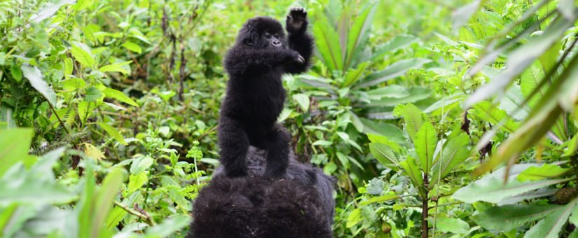 LoveUgSafaris's tweet photo. For visitors on #safariinAfrica consider this remarkable #primate #adventure one of a must for you to include in your bucket list and you won’t regret in life. 
#gorillatrekking #gorillasafari #gorillatourism #TourUganda #VisitUganda
https://t.co/AxsYUzEIU5 https://t.co/BQ7K09cEBU