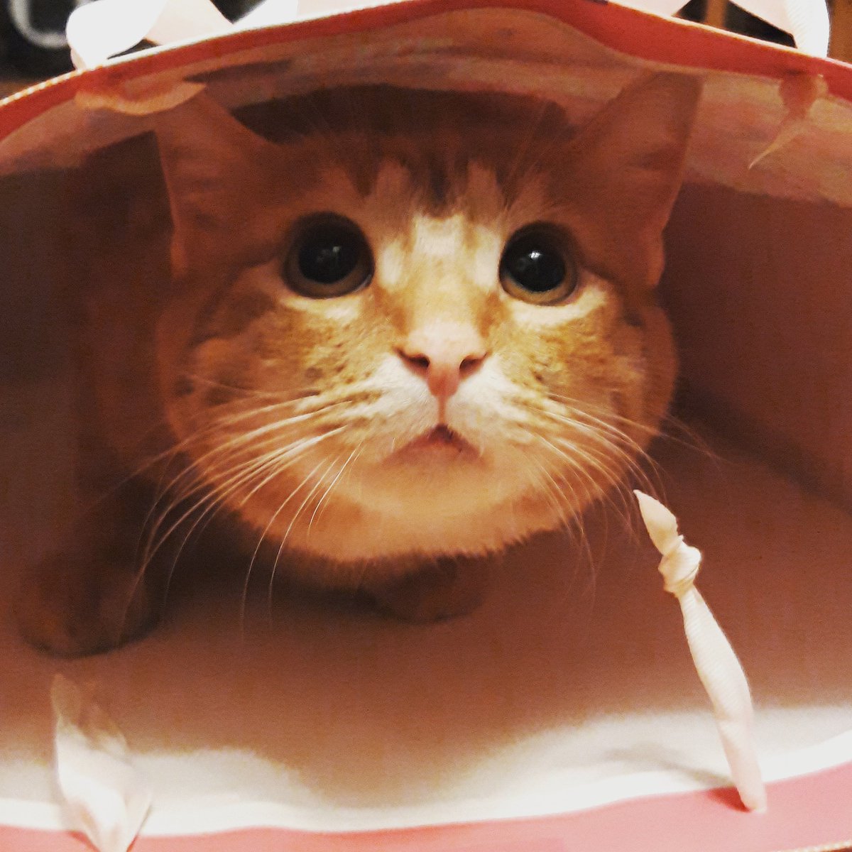 catsofasgard's tweet image. Thor enjoys being a birthday gift #Thor #thorthecat #cats #cat #catsofasgard