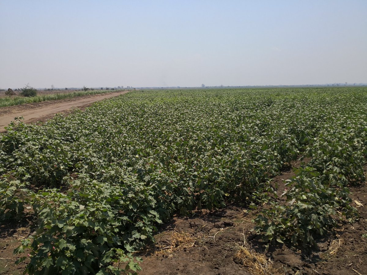 Irrigated cotton under the Green Belt in Chikwawa!