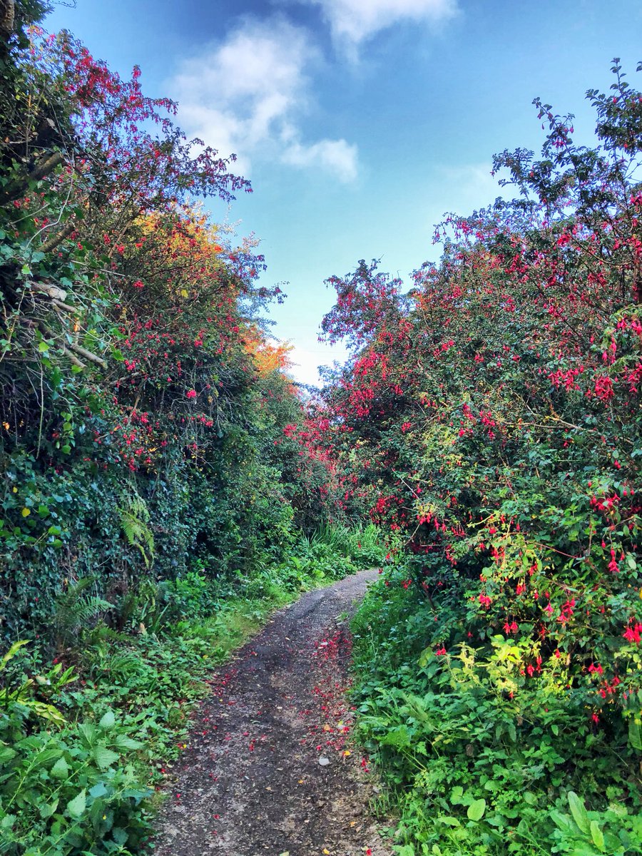 downthecove's tweet photo. Lots of wild fuchsia in bloom at the moment 🌺 this is the bridle path that leads to Polurrian
.
#mullion #cornwall #fucshia #flowers #wildflowers #floraandfauna #instaflora #walking #bridlepath #lovewhereyoulive https://t.co/WUbFbCluuV