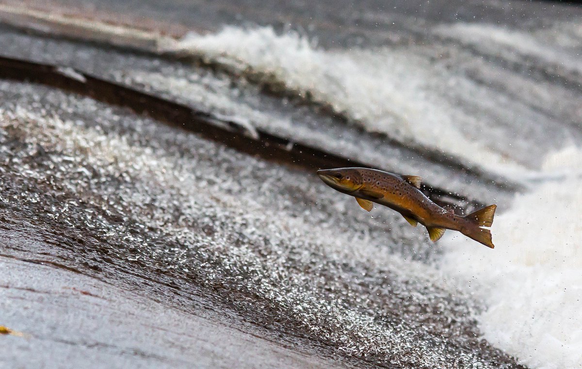 WasteSpectrum's tweet photo. With multiple outbreaks of Koi herpesvirus (KHV) confirmed, Waste Spectrum recognise the importance of preventing the spread of virus and infection in our fish. To find out more visit: https://t.co/kmL0Ogcurp https://t.co/SiVEooqwuZ