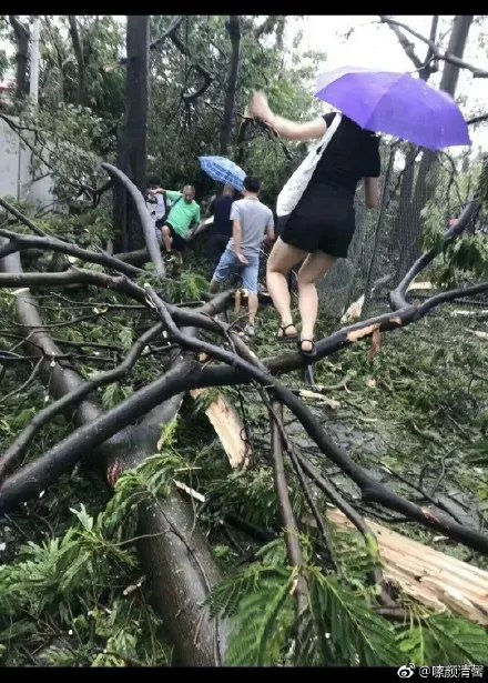 Sunny_Repumag's tweet photo. After typhoon attacked, nothing could stop us. https://t.co/n0KeqDcaLf