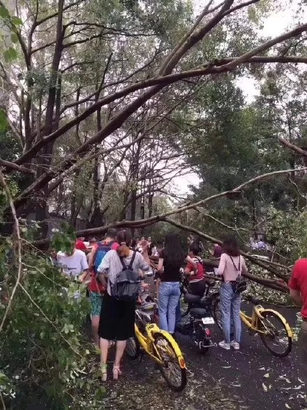 Sunny_Repumag's tweet photo. After typhoon attacked, nothing could stop us. https://t.co/n0KeqDcaLf