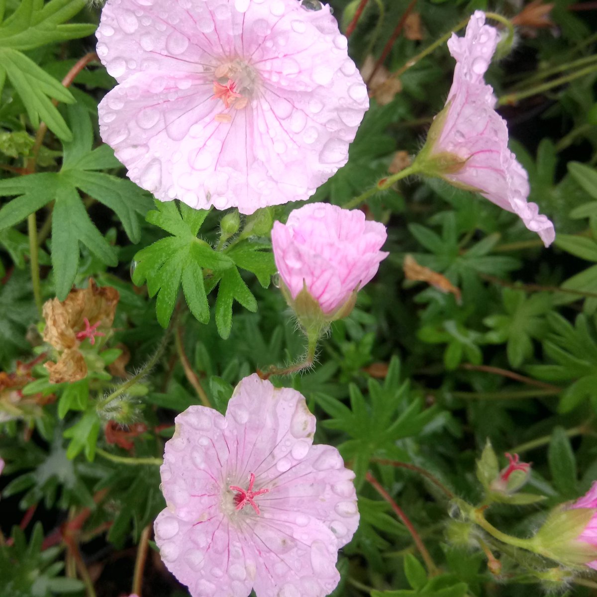 BluebellCottGdn's tweet photo. 5 simple reasons to visit @BluebellCottGdn B4 end of Sept.

Free Entry!
Free Windfalls!!
Plants for a Pound!!!
20% off all other Plants!!!!
We close in 2 weeks!!!!!

Nuff said???

@VisitCheshire @welovecheshire @HardyPlantSoc #NorthWest #WednesdayWisdom #Cheshire #loveyourgarden https://t.co/S7KUhoOWUV