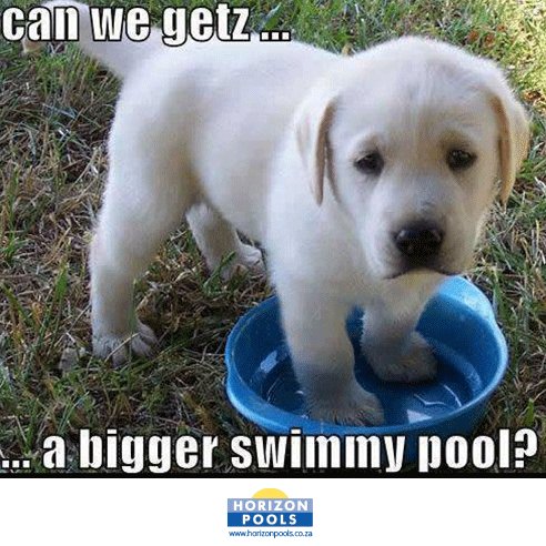HorizonPools1's tweet photo. Let us build your dream swimming pool! It’s easy, and your children or fur babies will thank you for it!

 https://t.co/1oCdvgFhTr https://t.co/z018NhMSaW