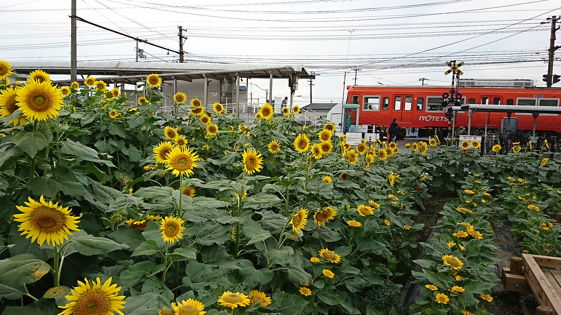טוויטר エミフルmasaki スタッフ בטוויטר 古泉駅にひまわり畑が エミフルひまわり をつけて インスタグラムに投稿すると 抽選で3名さまに フジ商品券 1万円分 プレゼント 詳しくはこちらをチェック T Co 9ra8jodcow Emifullmasaki