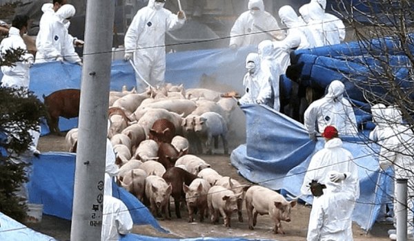 Octav On Twitter Atacul Bio Terorist Cu Pesta Porcina Africana Si Genocidul Impotriva Poporului Roman Https T Co C3mkc90hb0