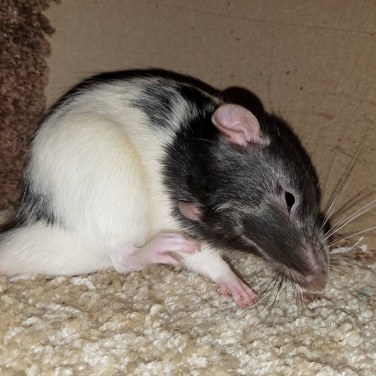MortyRat's tweet photo. I need to think a moment - Kid #rats #cute #adorable #loving #cuddly #baby #babies #rodents #animals #babyanimals #pets #petsagram #animallovers #showcasingpets #petsofinstagram #petrats #nature #nature #ratlovers #iloverats #ratcrazy #ratlovers #ratfansofig #ratsarethebest https://t.co/gekZHQxjtw
