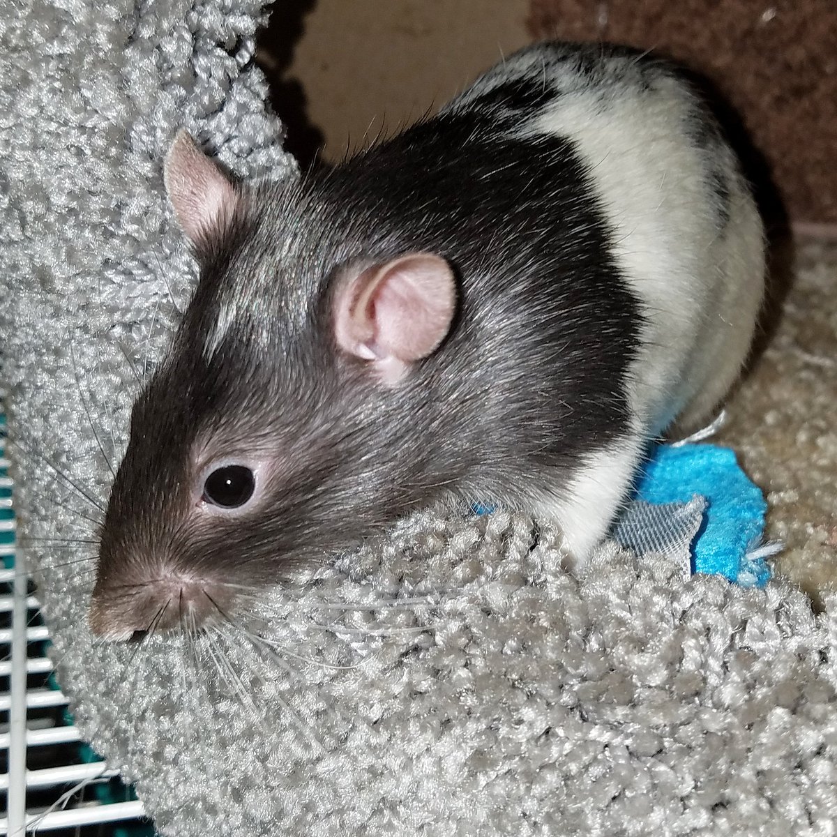 MortyRat's tweet photo. Good evening everyone! πβ€ - Kid #rats #cute #adorable #loving #cuddly #baby #babies #rodents #animals #babyanimals #pets #petsagram #animallovers #showcasingpets #petsofinstagram #petrats #nature #nature #ratlovers #iloverats #ratcrazy #ratlovers #ratfansofig #ratsarethebest https://t.co/xtAUKzCWRI