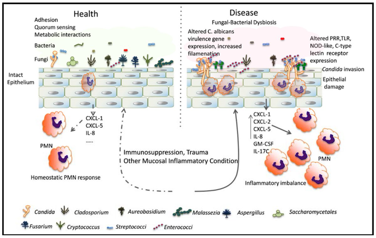 JoF_MDPI's tweet image. Tipping the Balance: C. albicans Adaptation in #Polymicrobial Environments. A review emphasized effects of resident #bacterial #microbiota on C. albicans physiology by Dr. Anna Dongari-Bagtzoglou and colleagues. mdpi.com/2309-608X/4/3/…. #fungalbacterialinteractions #Candida