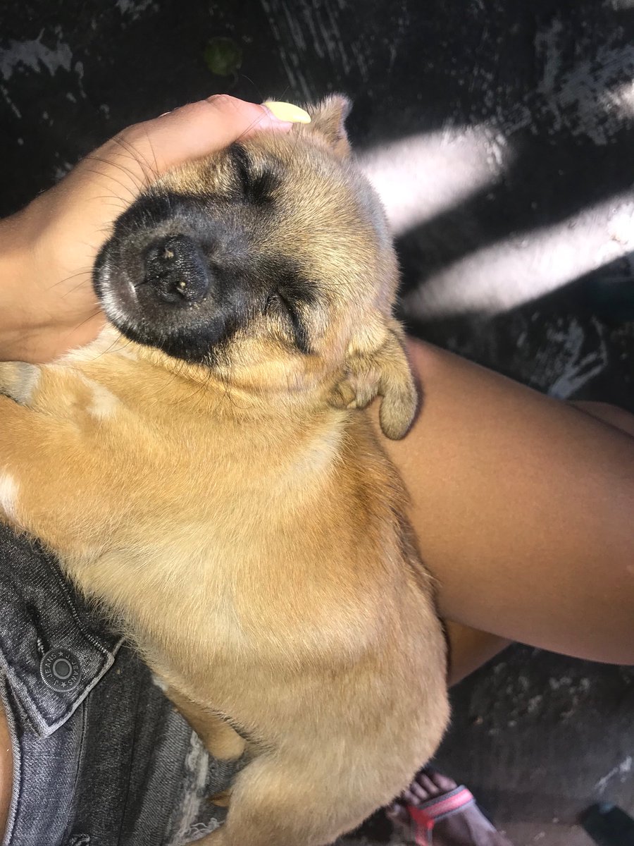 _jmenfou_'s tweet photo. 1 RT = 1€ a la SPA ❤️ 
Alors voilà mes chiens chiens  Nina, Jenna, Aaron et Franklin ( celui là faut voir avec mon papi pour le blaze) 
Des photos qui les représentent bien.  
#APRRcontrelabandon https://t.co/RmUcpzpxnr