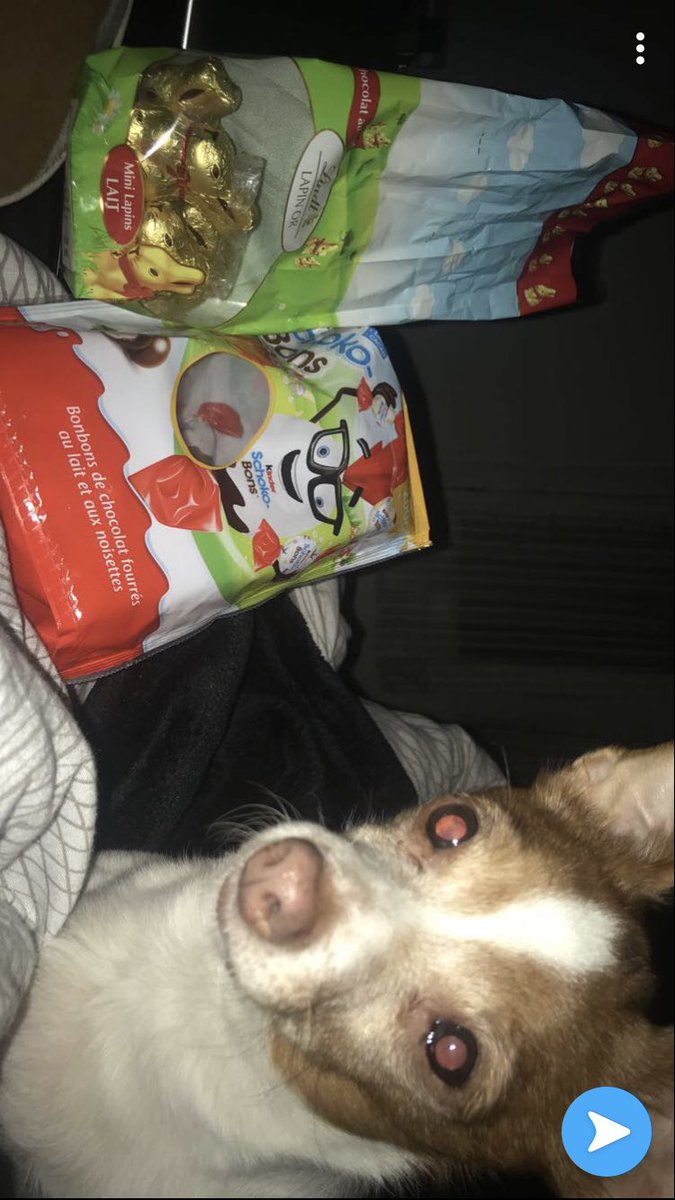 _jmenfou_'s tweet photo. 1 RT = 1€ a la SPA ❤️ 
Alors voilà mes chiens chiens  Nina, Jenna, Aaron et Franklin ( celui là faut voir avec mon papi pour le blaze) 
Des photos qui les représentent bien.  
#APRRcontrelabandon https://t.co/RmUcpzpxnr