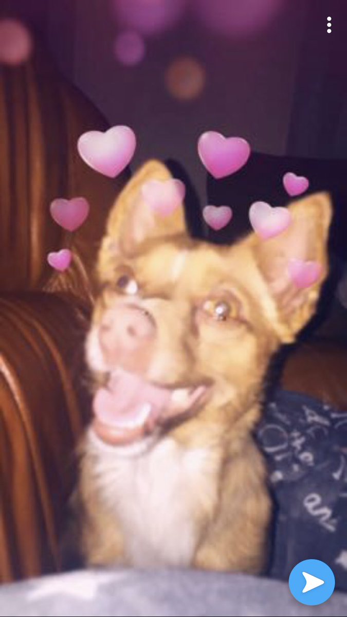 _jmenfou_'s tweet photo. 1 RT = 1€ a la SPA ❤️ 
Alors voilà mes chiens chiens  Nina, Jenna, Aaron et Franklin ( celui là faut voir avec mon papi pour le blaze) 
Des photos qui les représentent bien.  
#APRRcontrelabandon https://t.co/RmUcpzpxnr