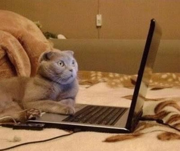 EvilCryptoCat's tweet photo. #pet #IIoT #beta #Robotics #ExtensivePublicChain #DT #CyberSecurity #MyShield https://t.co/yC9Cmr65fk