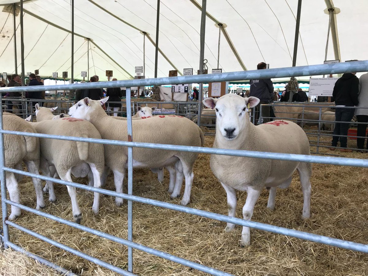 ApheyaVictoria's tweet image. I had a lovely day at Kelso Tup Sales with @NorthumbrianQF last week. Although the weather forecast was unsettled the turnout and support from the Trade Stands, buyers and sellers was amazing!
apheya.com #animal #nutrition