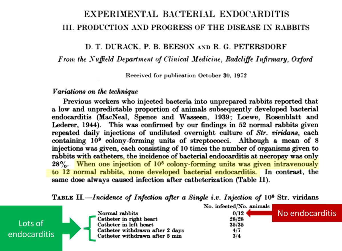 5/Regarding 1, vegetations rarely form on intact endothelium. In the 1970s, Durack injected bacteria into rabbits. Some had catheter trauma (disrupting the endothelium); others did not. Results:*no endothelial injury = no IE*endothelial injury = IE https://www.ncbi.nlm.nih.gov/pubmed/4700697 