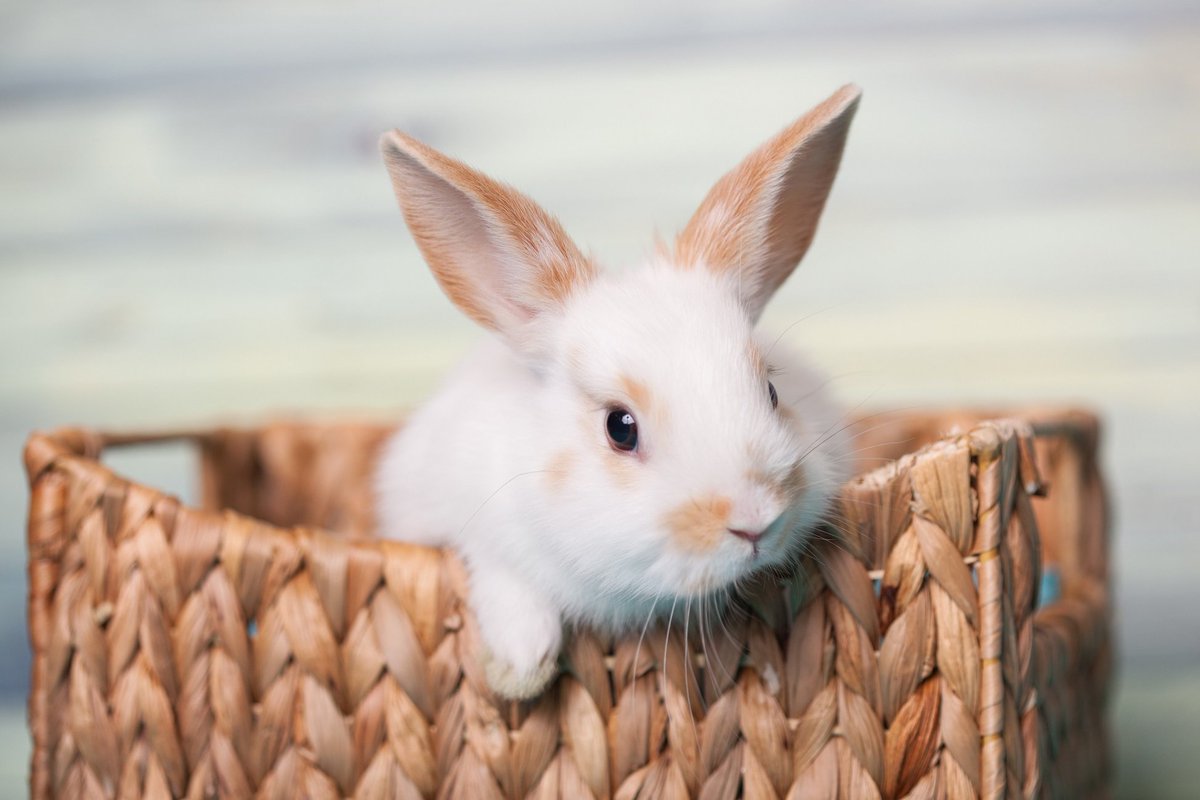 AbbeyVetsGroup's tweet photo. Does your rabbit have a sniffle? https://t.co/3UMhcav4Z1 #abbeyvets #rabbits #petcare https://t.co/09Egq04dwA