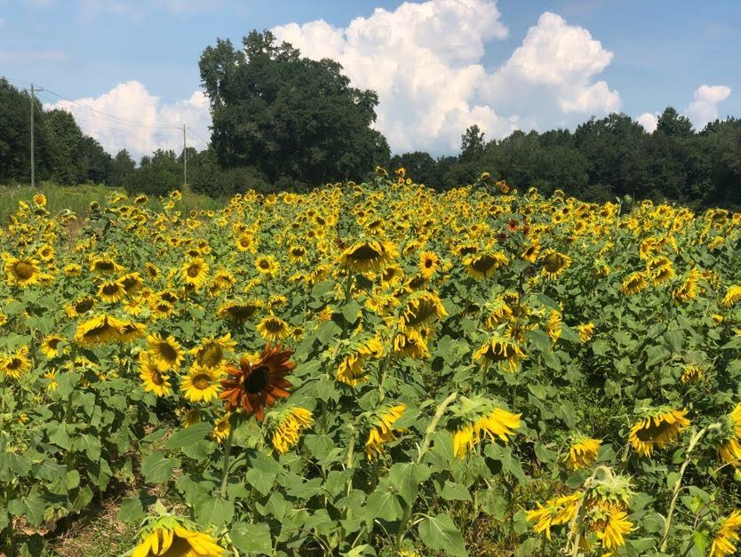 Little_cc_farm's tweet photo. Looks like this cow really loves the sunshine and the sunflowers!!  #GetLost Opening Night September 21st 2018 https://t.co/h9Ewg0p3Xc