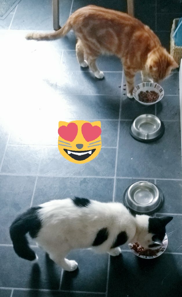 HS_LittleGirl's tweet photo. No stream tonight guys. Have to clean my house, cuddle my Cats (Hunter &Cleo) and going to @therealityevent next weekend. So gonna try to stream at the event.
#HouseCleaning #catscuddle #nostream #qualitytime https://t.co/NdKv7mE96Y