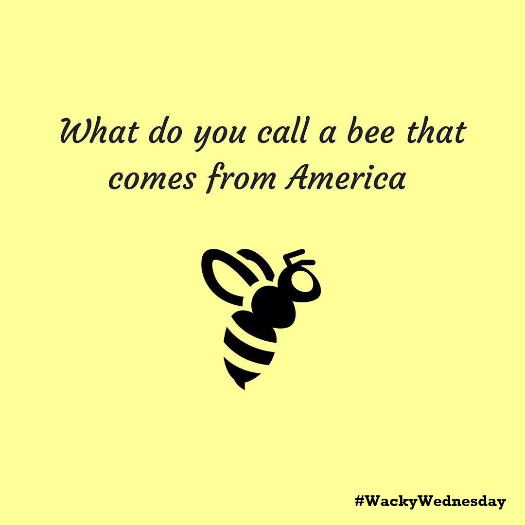 QuantumHiTech's tweet image. #WackyWednesday Tell us if you can solve this #TechRiddle What do you call a Bee that comes from America?