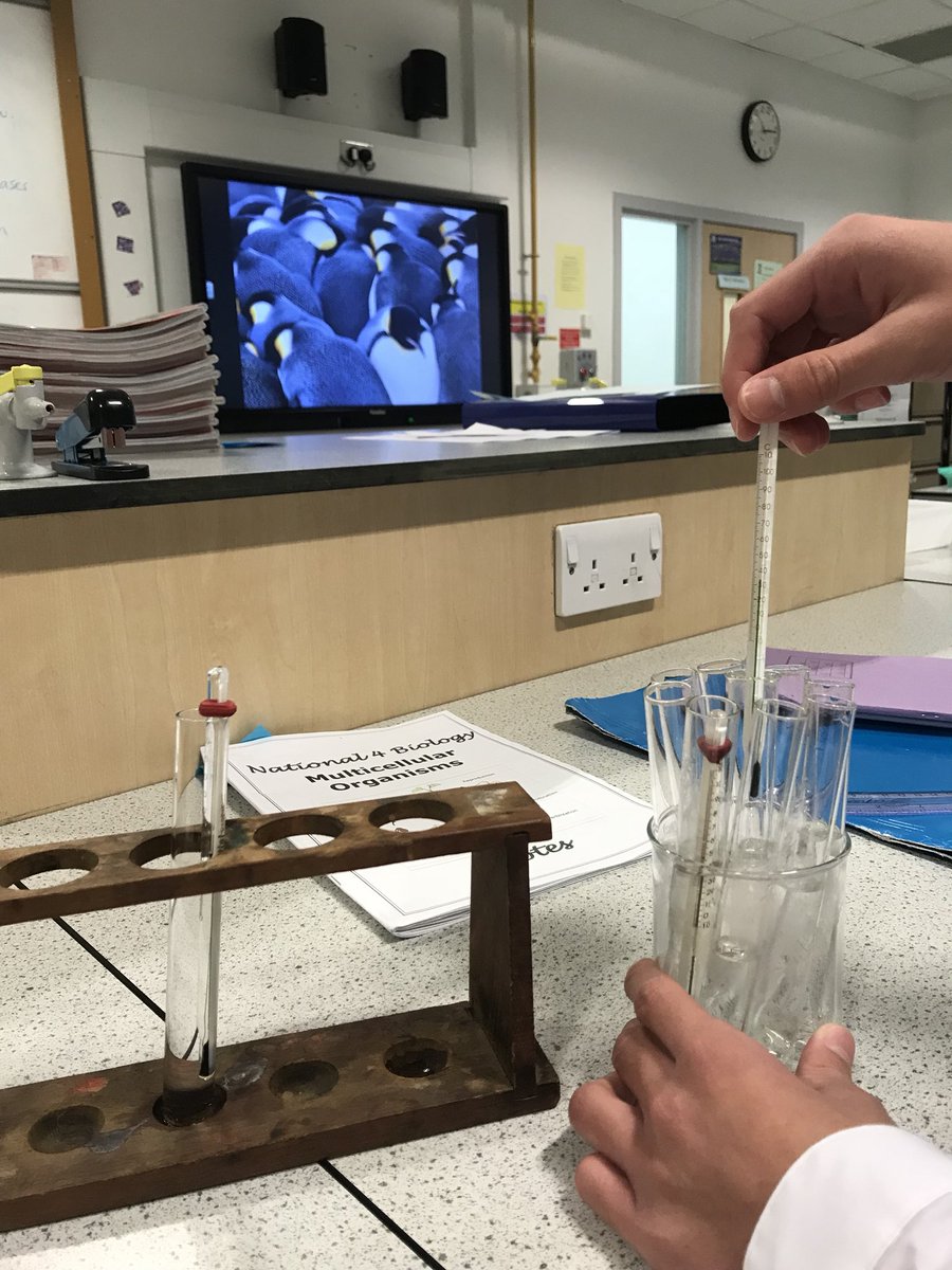 N4 Biology have set up a ‘huddling experiment’ this morning and are relating their results to penguin behaviour 🐧- all part of their investigations into temperature control #n4biology #temperaturecontrol #homeostasis #life #penguinlife #extremeenvironments