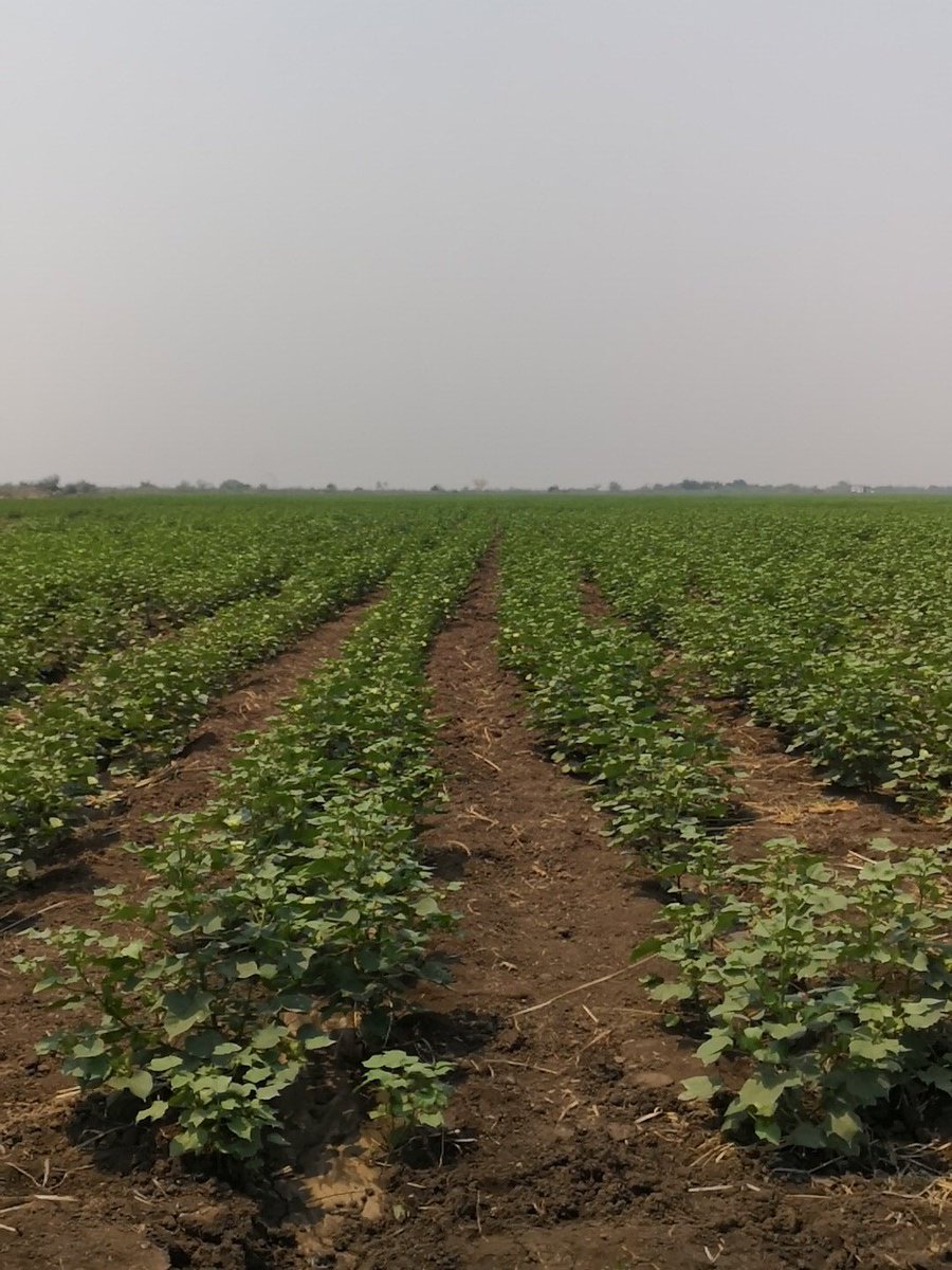 Irrigated cotton... Only under Green Belt