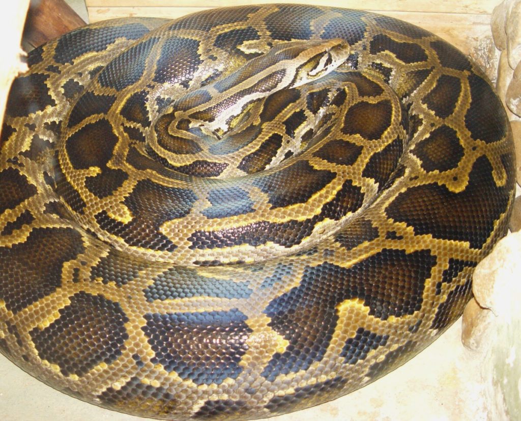 JordanObserver's tweet photo. Egypt’s Ministry of Agriculture seizes 5 lions, python from circus trainer in Qalyoubiya https://t.co/ePEKoXkVu1 https://t.co/yc2q3SNPnB