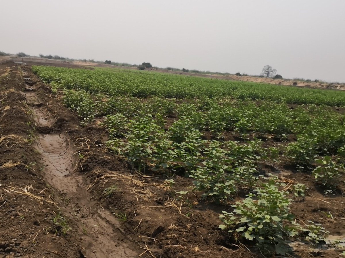 This is collaboration between GBA and Admarc