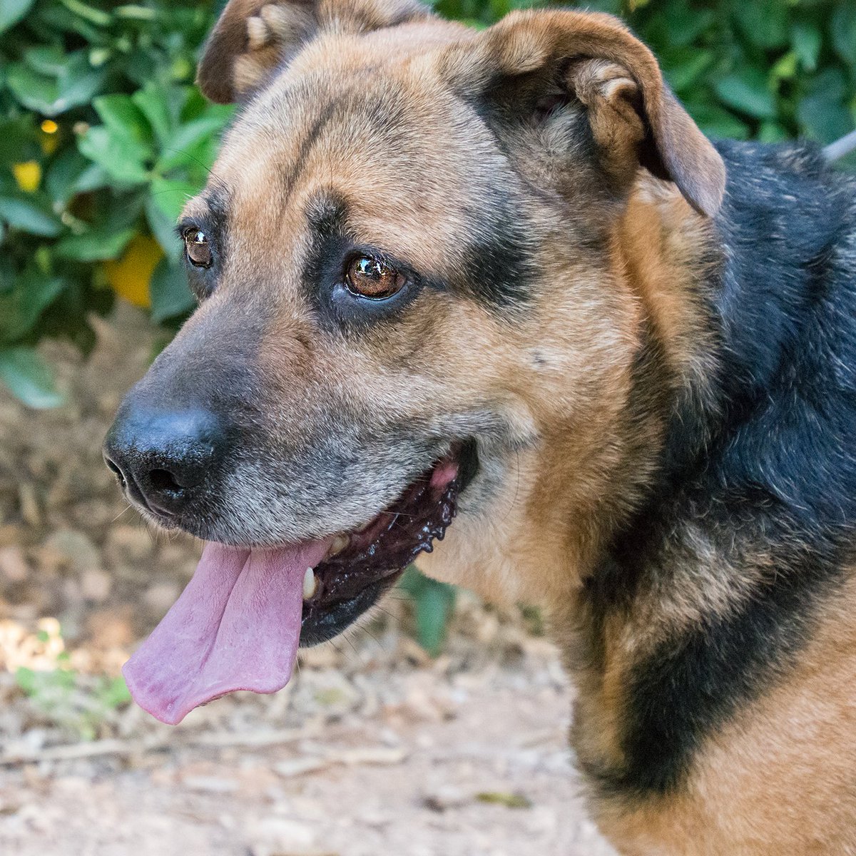 Nuestro #Leo precioso! Cuanto tiempo esperando una familia perfecta para ti! Si estas buscando un perrete noble, bueno y agradecido, este #valiente te necesita! #AdoptaNoCompres #Valencia  ☎️ 630673773  laperritavaliente.org/ficha-356