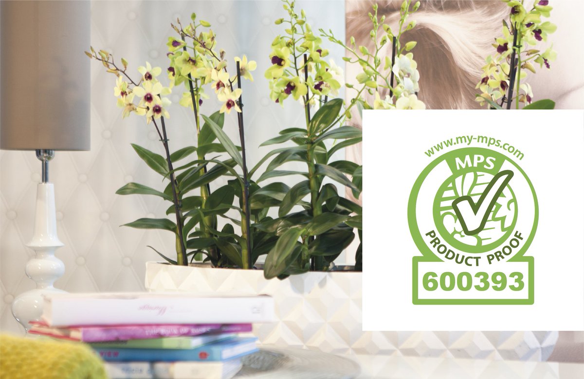 Kwekerij Fransen Orchideeën kweekt haar Sa-nook Dendrobiums milieuverantwoord en duurzaam! Naast alle andere MPS certificaten, ook het belangrijke certificaat MPS-ProductProof! 

Dit maakt transparant, door middel van controles, welke werkzame stoffen er in het product zitten.