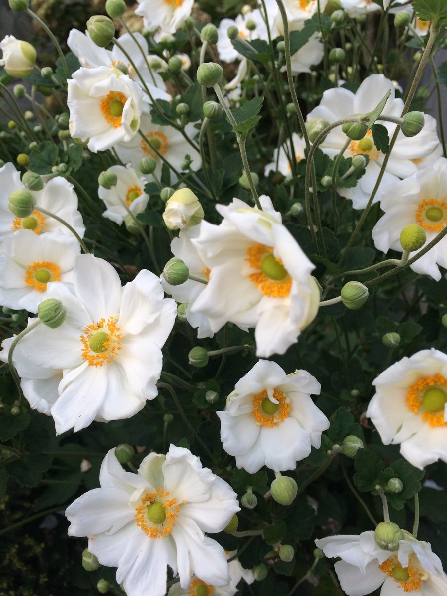 marisabiancotti's tweet image. 